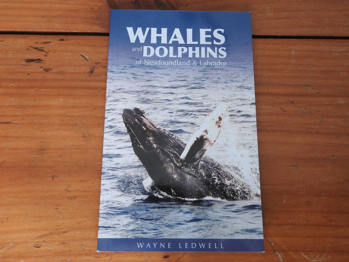 Whales and Dolphins of Newfoundland and Labrador